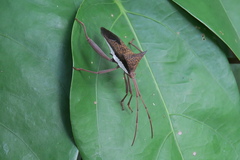 Aspilosterna albovittata