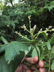 Otonephelium stipulaceum