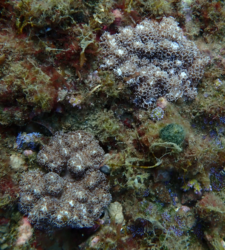 Cladiella observed 2024-08-30