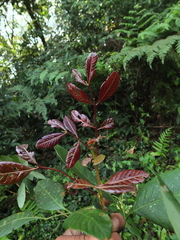 Otonephelium stipulaceum
