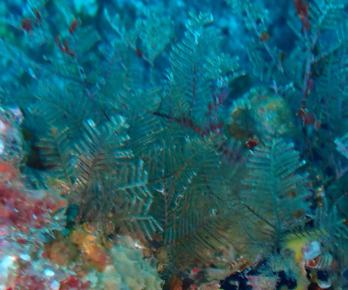 Lytocarpus observed 2024-08-30