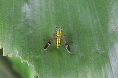 Chrysosoma vittatum
