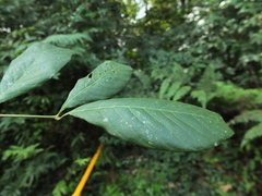 Otonephelium stipulaceum