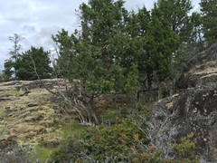 Juniperus maritima