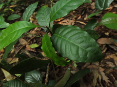 Palaquium ellipticum
