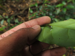 Palaquium ellipticum