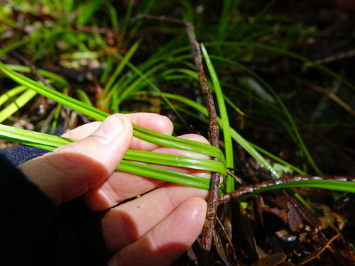 Image of Carex zotovii by (c) Jacqui Geux, some rights reserved (CC BY)