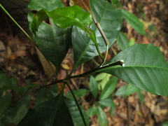Palaquium ellipticum
