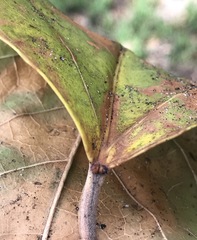 Aleurites moluccanus