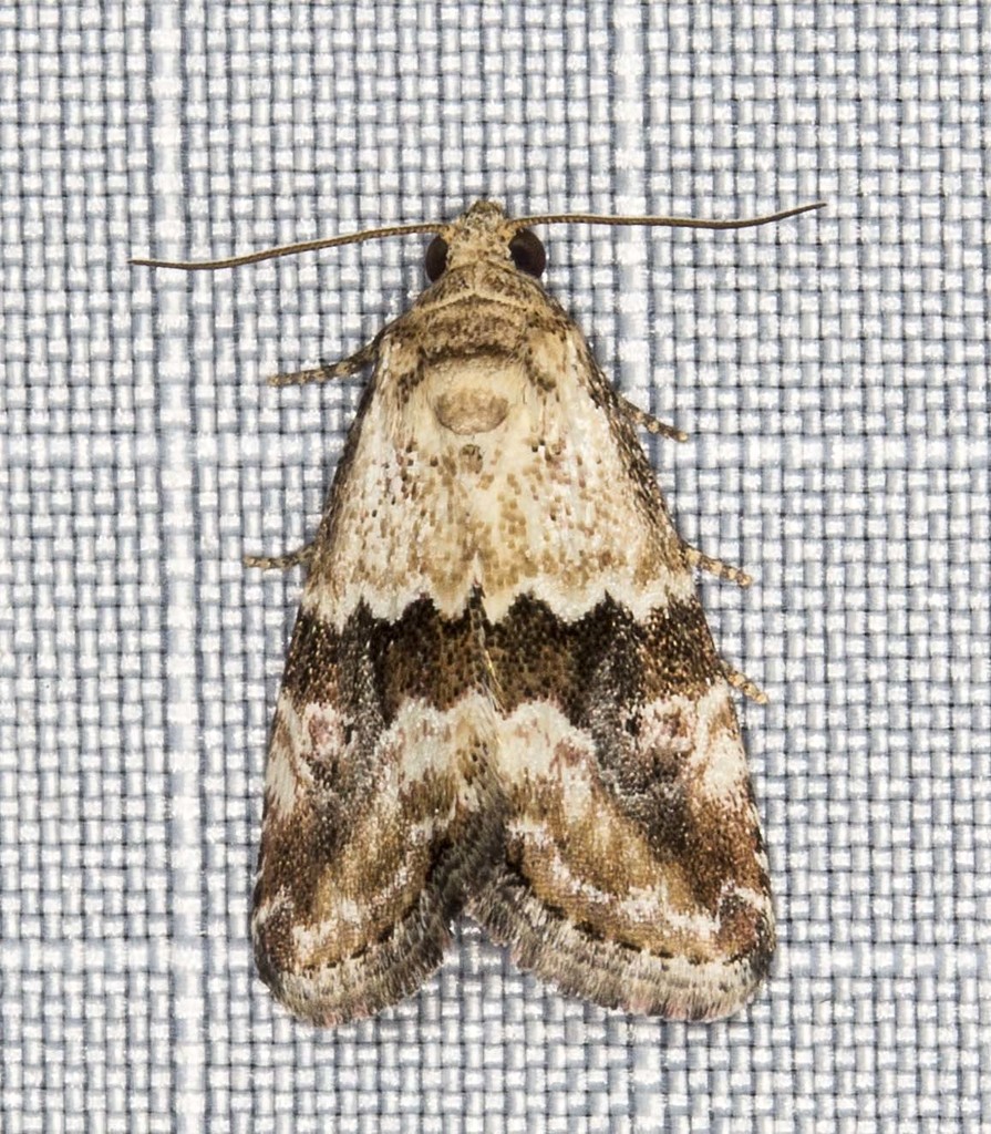 Brown-bar Moth