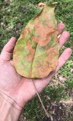 Aleurites moluccanus