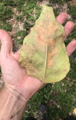 Aleurites moluccanus