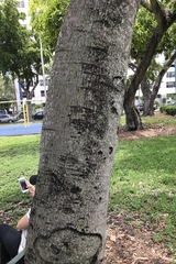 Aleurites moluccanus