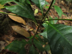 Palaquium ellipticum
