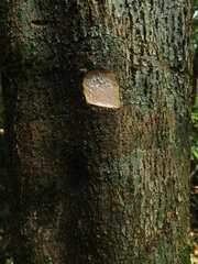 Palaquium ellipticum