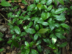 Palaquium ellipticum
