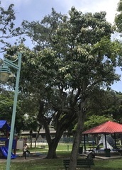 Aleurites moluccanus