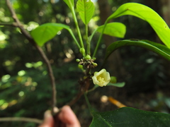 Paracroton integrifolius