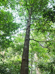 Palaquium ellipticum