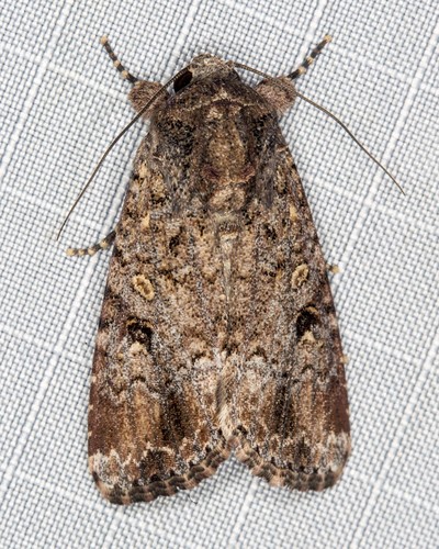 Lawn Armyworm Moth