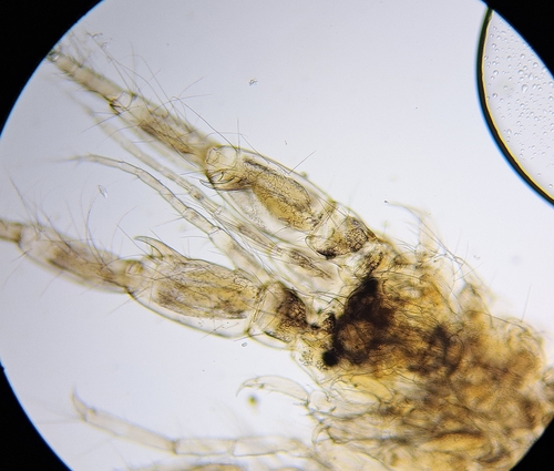 Monocorophium insidiosum