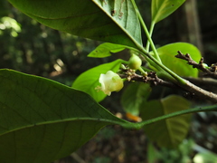 Paracroton integrifolius
