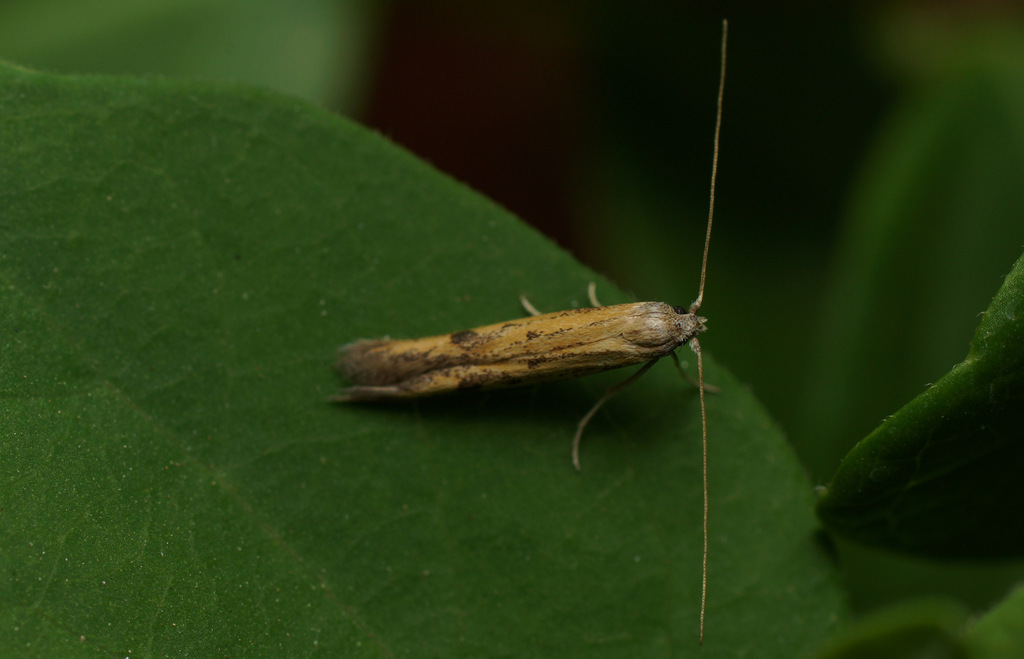 Epidola stigma