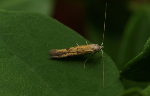 Epidola stigma