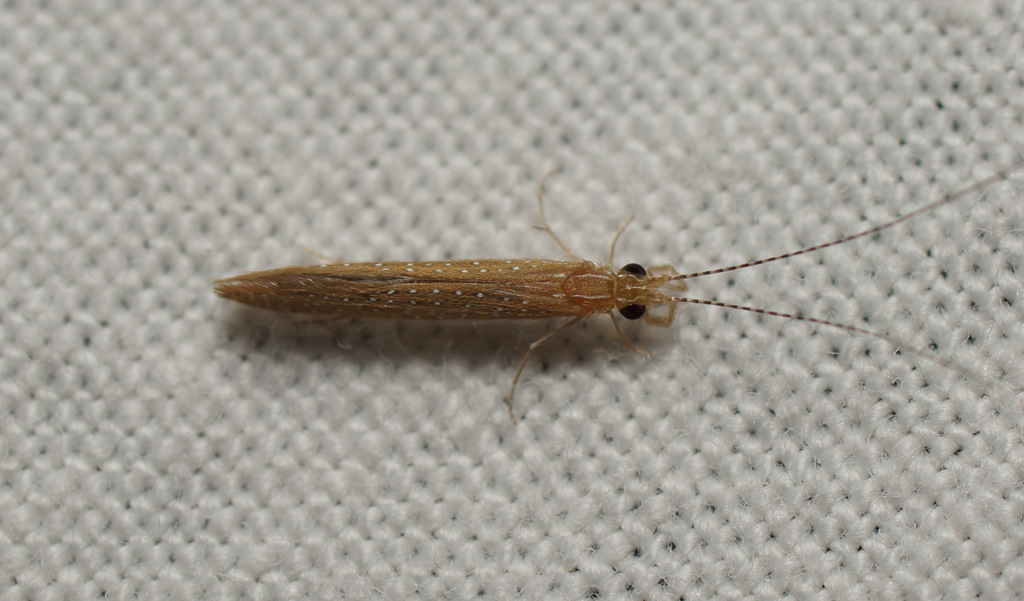 silver-spotted sedge