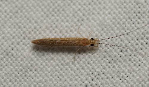 silver-spotted sedge
