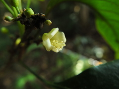 Paracroton integrifolius