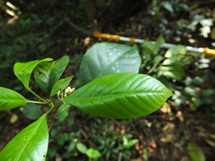 Paracroton integrifolius