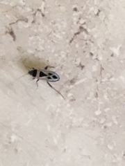 Xanthochilus saturnius