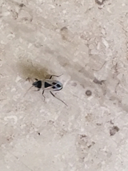 Xanthochilus saturnius