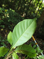 Paracroton integrifolius