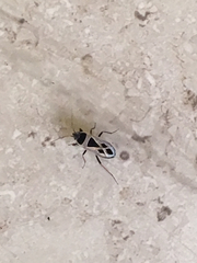 Xanthochilus saturnius