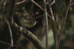 Phylloscartes ventralis