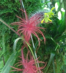 Columnea minor