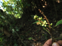 Paracroton integrifolius