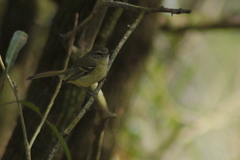 Phylloscartes ventralis