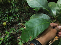 Paracroton integrifolius