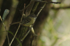 Phylloscartes ventralis