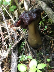 Gyromitra esculenta