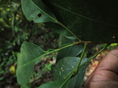 Paracroton integrifolius