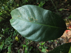 Paracroton integrifolius
