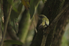 Phylloscartes ventralis