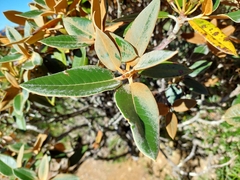 Rhododendron hyperythrum, photograph (c) Jason, some rights reserved (CC BY)