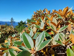 Rhododendron hyperythrum, photograph (c) Jason, some rights reserved (CC BY)