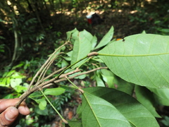 Paracroton integrifolius