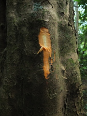 Paracroton integrifolius